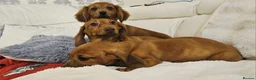 Miniature Dachshund dogs for sale: Miniature dachshund puppy's in Turriff - Advert 2