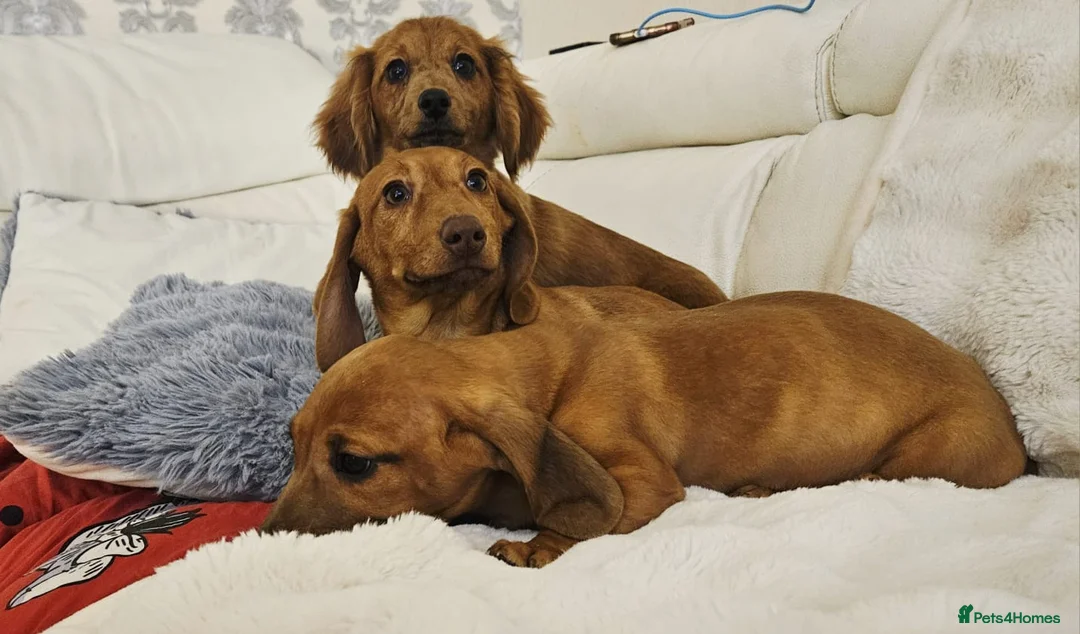 Miniature Dachshund dogs for sale: Miniature dachshund puppy's in Turriff - Advert 2