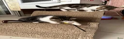 Exotic cats for sale: Brown Tabby / White Exotic  - Advert 2