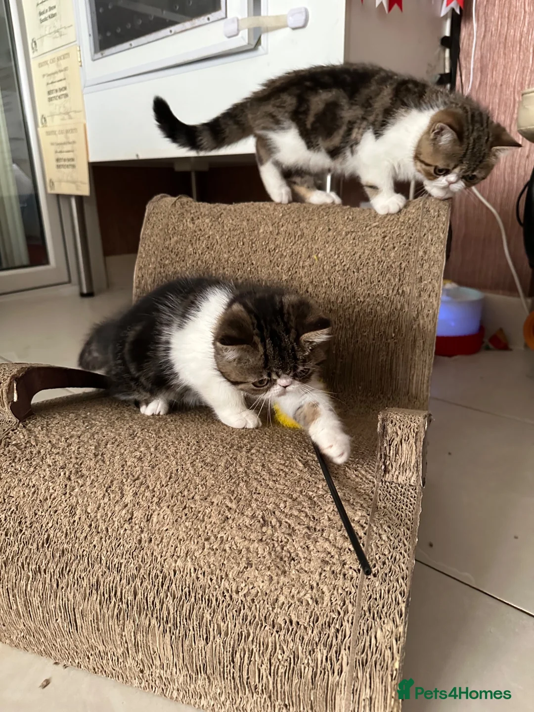 Exotic cats for sale: Brown Tabby / White Exotic  - Advert 2