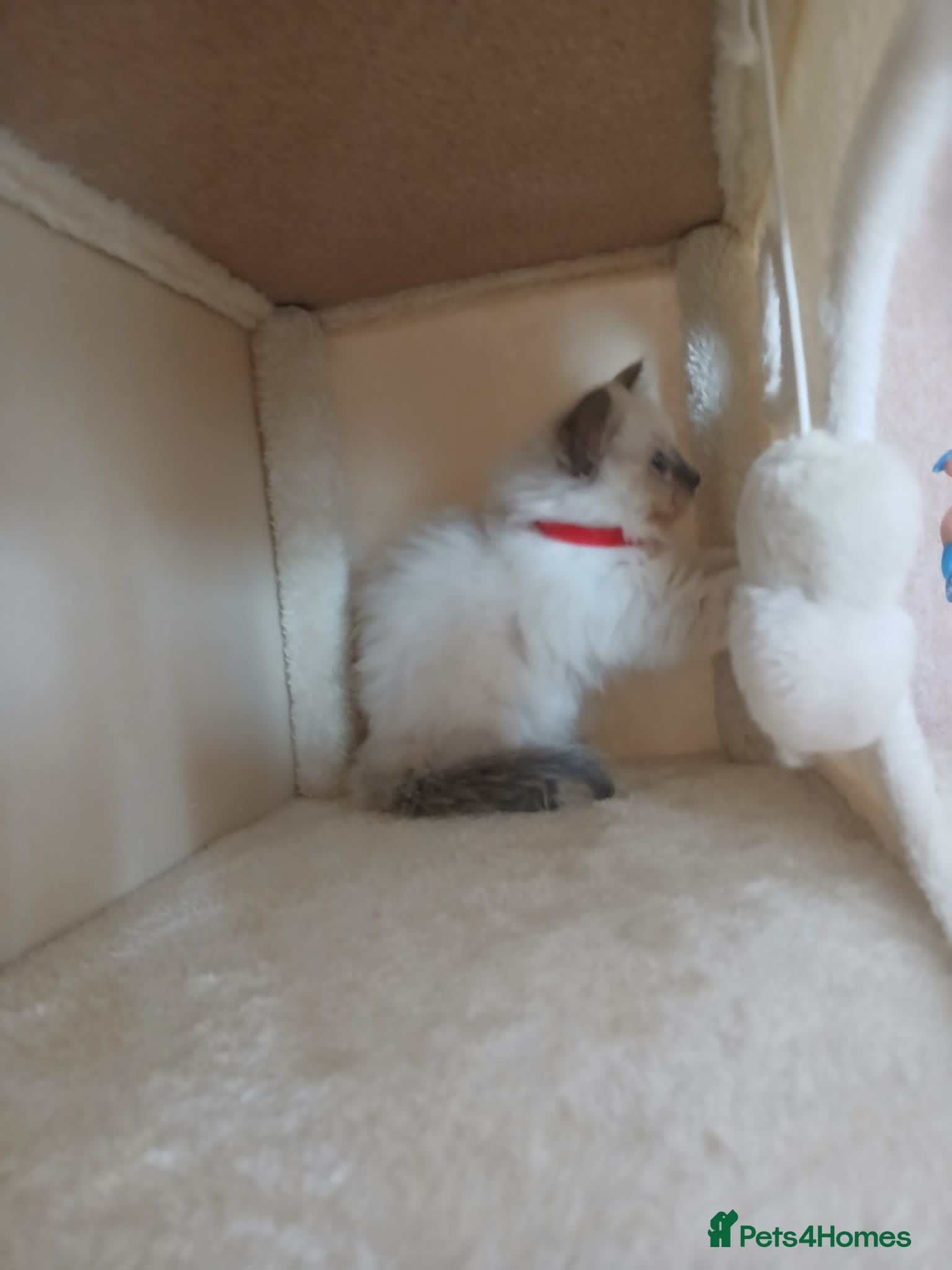 Ragdoll cats Stunning Ragdoll Kittens - Advert 2
