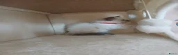 Ragdoll cats for sale: Stunning Ragdoll Kittens - Advert 2