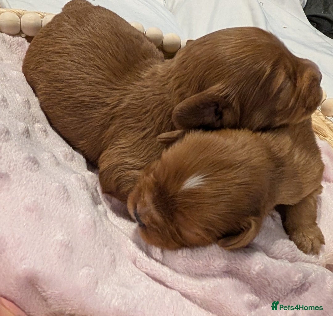 Cavapoo dogs for sale: Rare extensively health tested F1 cavapoos  - Image 8