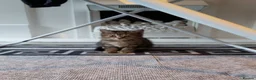 Mixed Breed cats for sale: 4 mixed kittens ready for loving homes - Advert 12