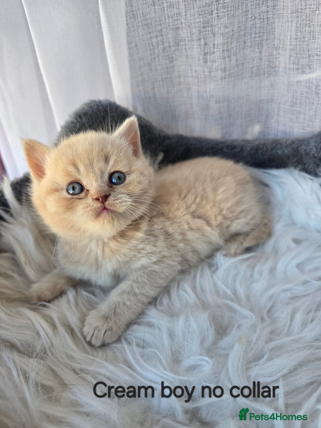 British Shorthair cats for sale: A charming kitten will be available in December. - Image 27