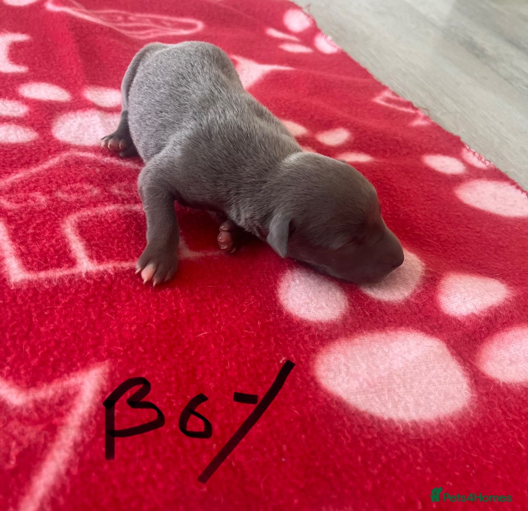 Whippet dogs for sale: KC registered stunning selection whippet pups - Advert 12