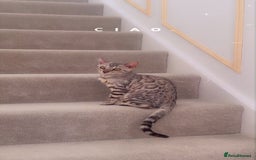 Bengal cats for sale: Two pure Bengals  - Image 9