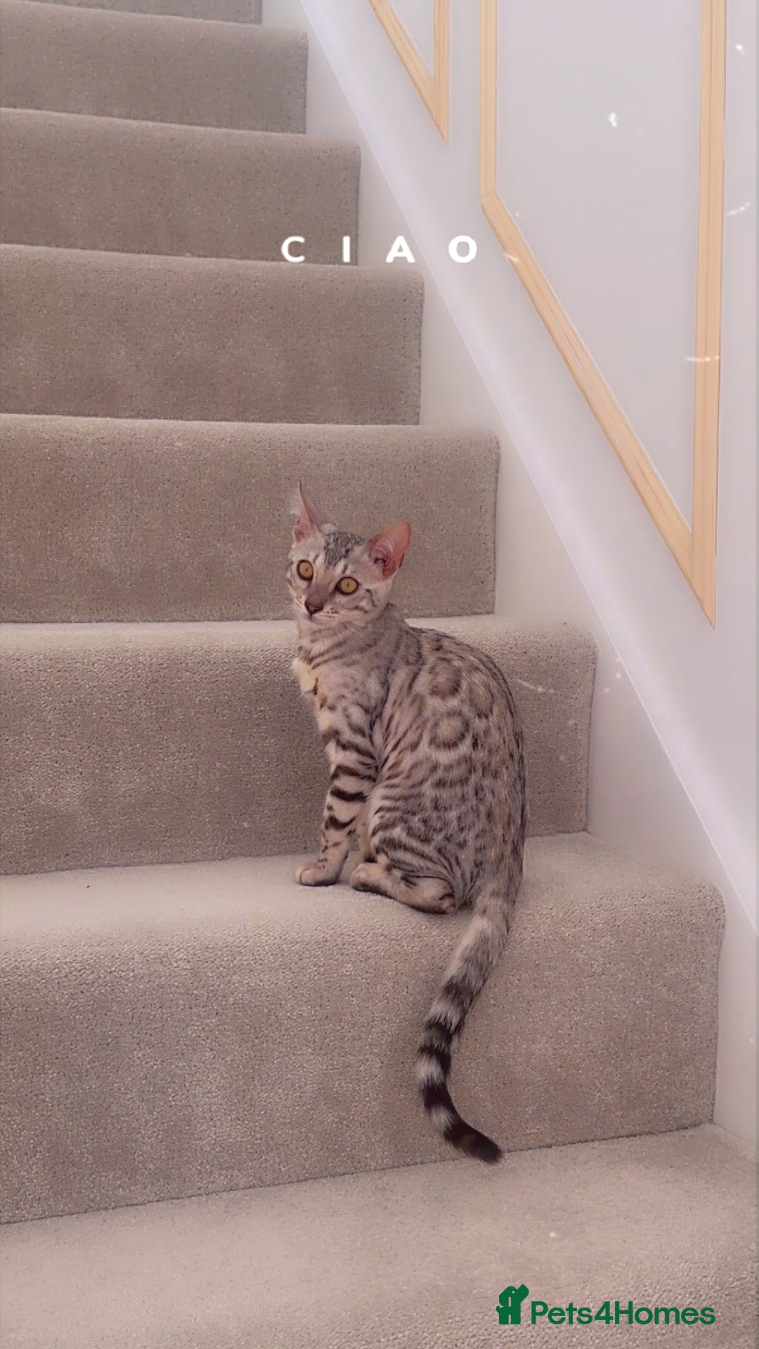 Bengal cats for sale: Two pure Bengals  - Image 9
