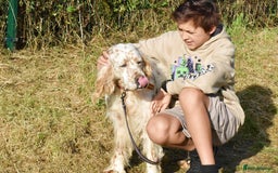 English Setter dogs for adoption: Curro in Preston - Image 3