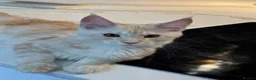 Maine Coon cats for sale: ❤️❤️LAST BOY LEFT❤️❤️ MAINE COON KITTEN - Advert 6