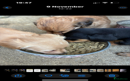 Miniature Dachshund dogs for sale: Miniature dachshund puppies  - Advert 7