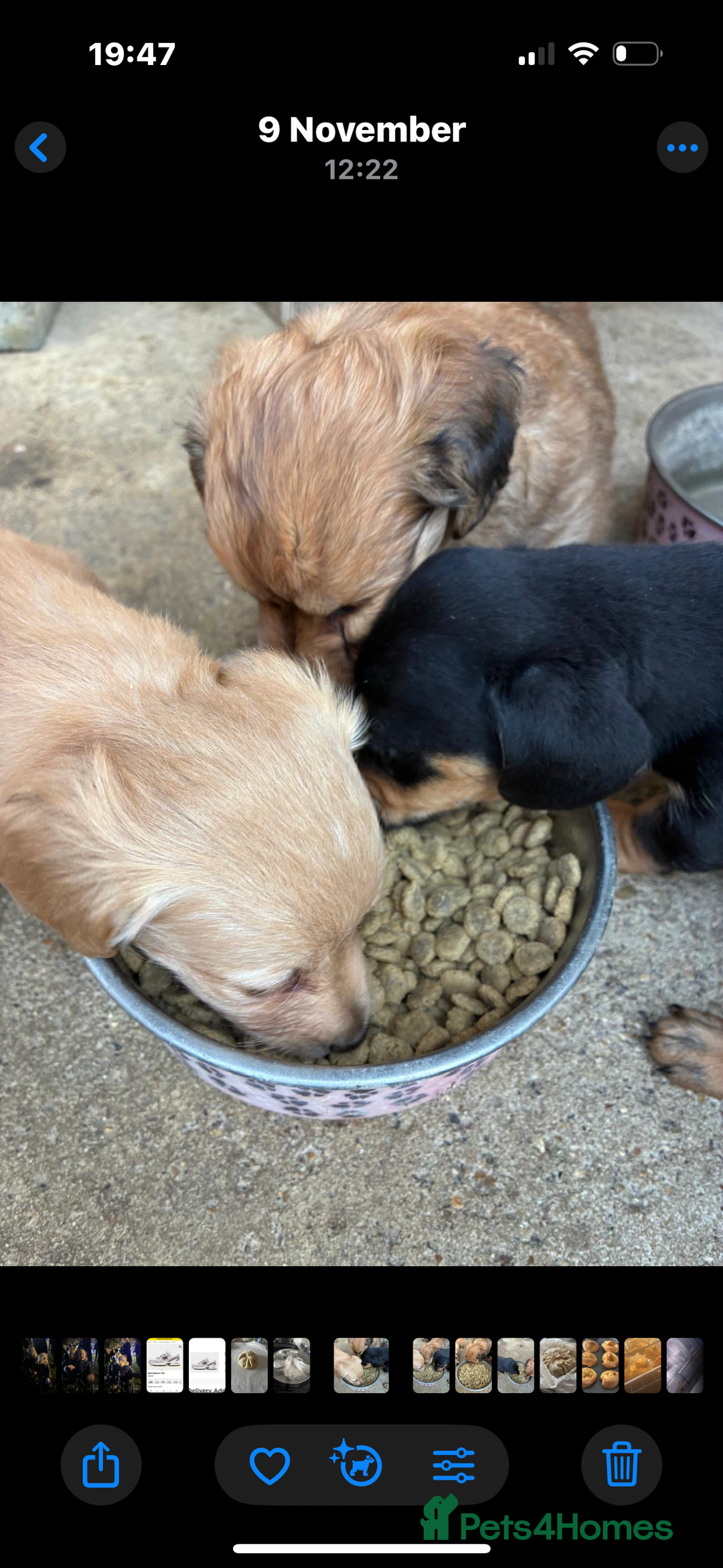 Miniature Dachshund dogs for sale: Miniature dachshund puppies  - Advert 7