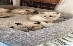 Siberian cats for sale: Ragdoll X Siberian kittens  - Image 6