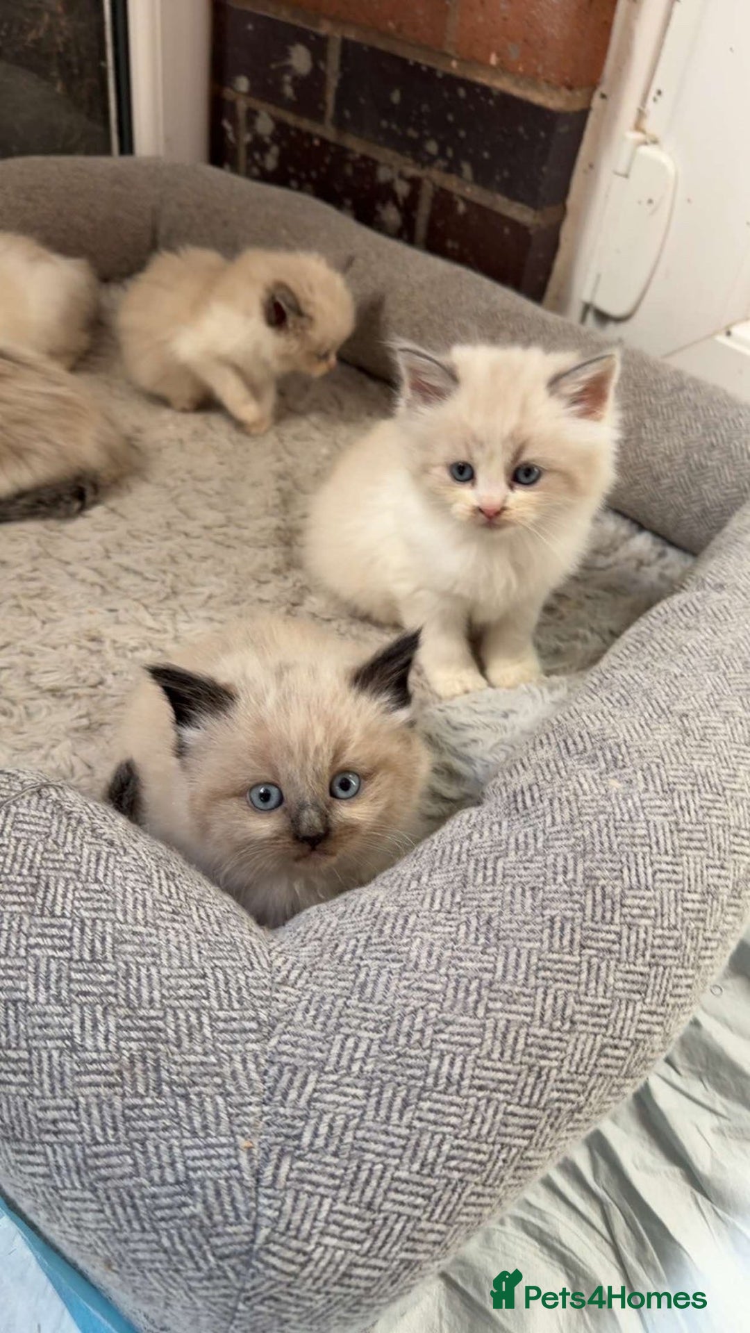 Siberian cats for sale: Ragdoll X Siberian kittens  - Image 6