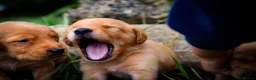 Goldador dogs for sale: Beautiful Red Goldador KC Reg Parents in Sleaford - Advert 5