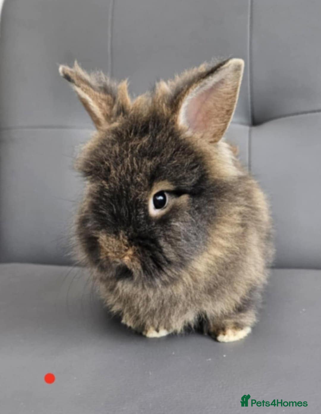 Lionhead rabbits for sale: Beautiful double maned bunnies ready to reserve - Image 8