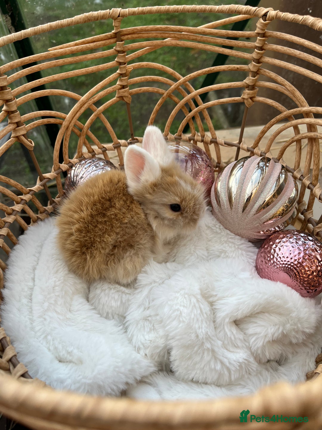 Lionhead rabbits for sale: 7 lionhead babies  - Advert 8