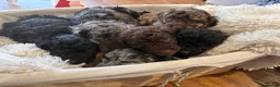 Cockapoo dogs for sale: Beautiful blue eyed cockapoo puppies in Maidstone - Advert 4