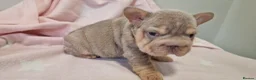 French Bulldog dogs for sale: FRENCH BULLDOGS  - Advert 17