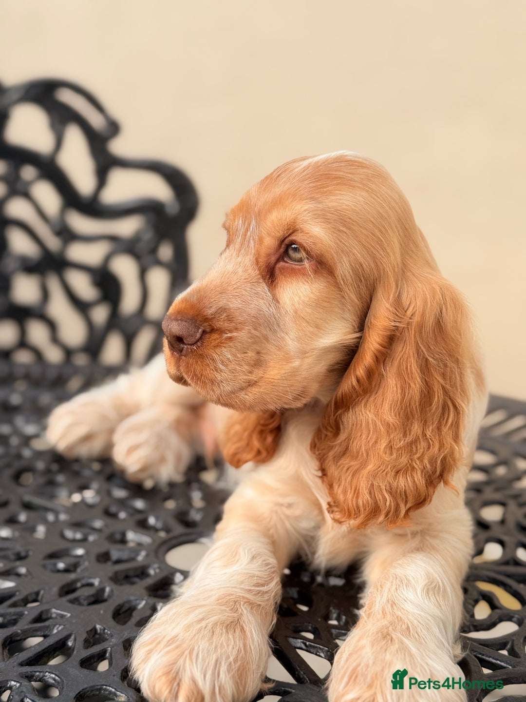Cocker Spaniel dogs for sale: Show type cocker spaniels 🐶 ready now 🐶 - Image 14
