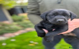 Labrador Retriever dogs for sale: Black Labrador puppies - Image 8