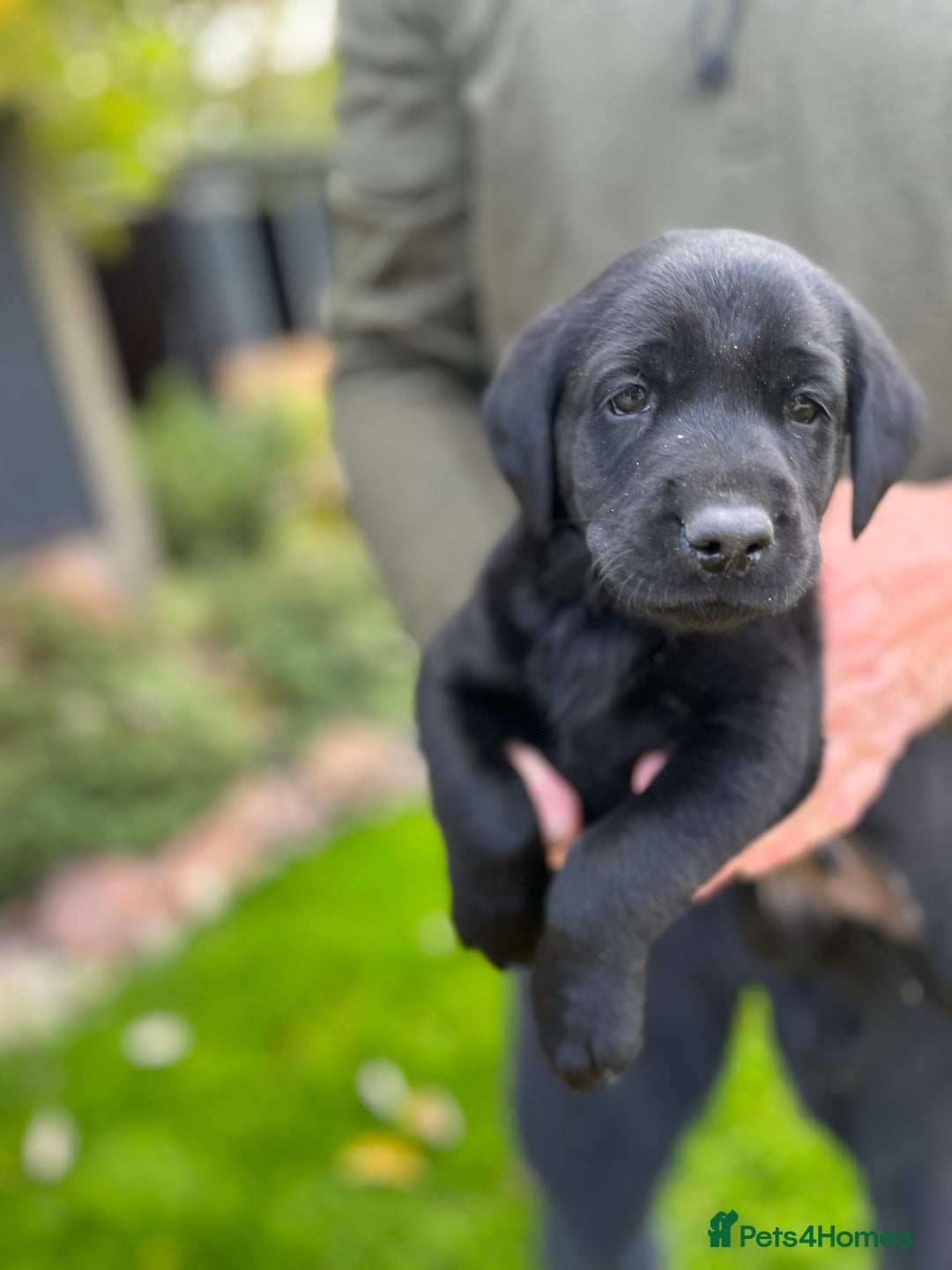 Labrador Retriever dogs for sale: Black Labrador puppies - Image 8