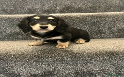 Miniature Dachshund dogs for sale: READY NOW Cream Longhair miniature dachshunds  - Image 5