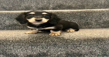 Miniature Dachshund dogs - Advert 5