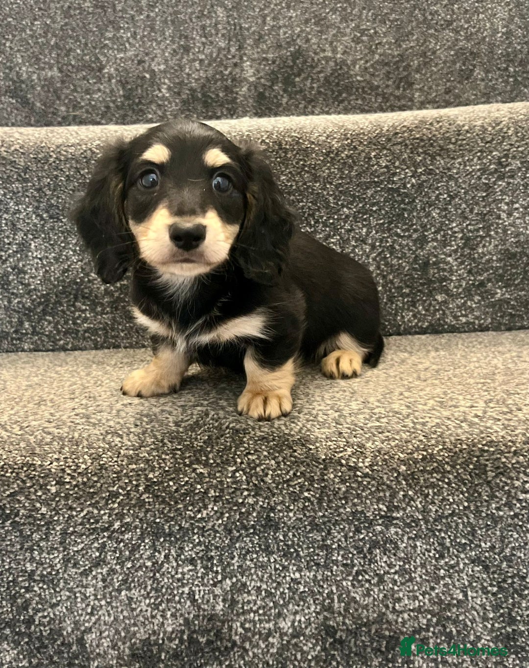Miniature Dachshund dogs for sale: READY NOW Cream Longhair miniature dachshunds  - Image 5