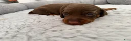 Dachshund dogs for sale: Miniature dachshund puppies - Advert 7