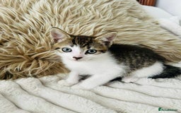 Mixed Breed cats for sale: Beautiful Kittens For Sale  - Image 17