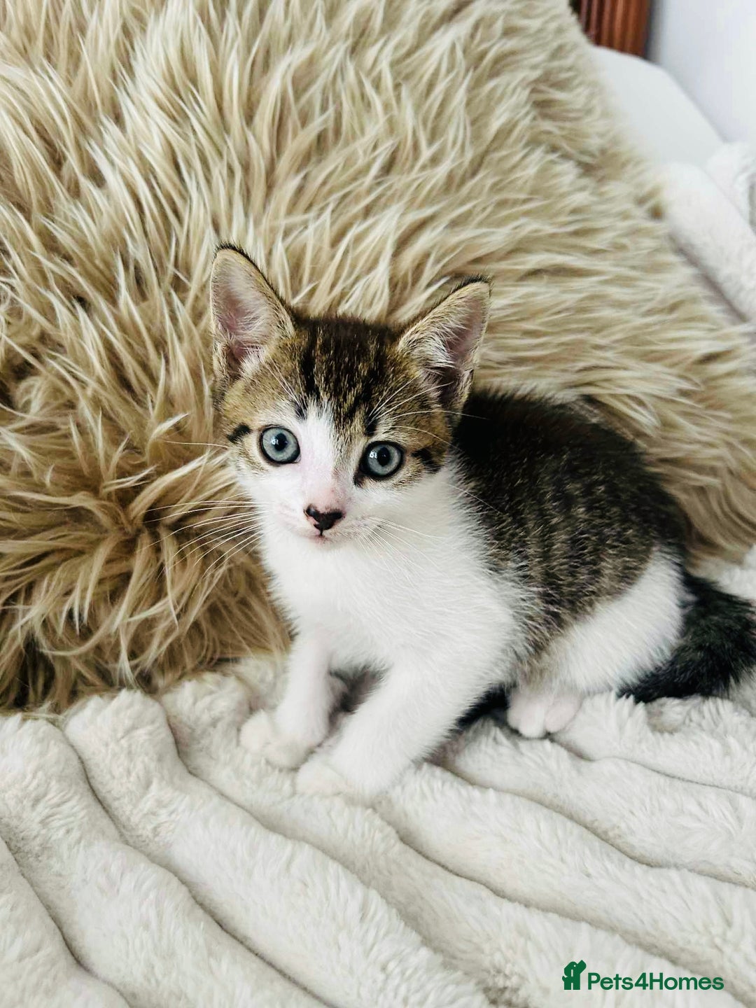 Mixed Breed cats for sale: Beautiful Kittens For Sale  - Image 17