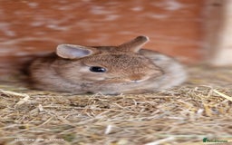Netherland Dwarf rabbits for sale: Various Netherland Dwarfs available from £20 - Image 11