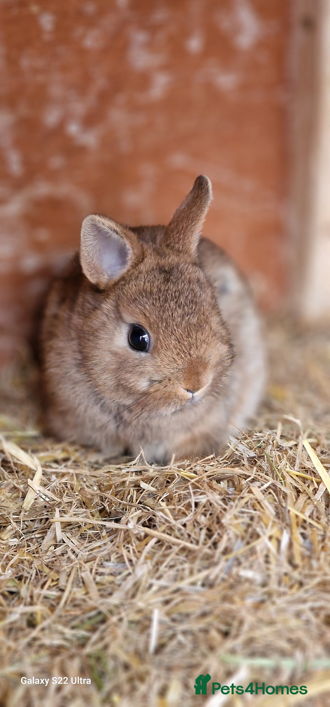 Netherland Dwarf rabbits for sale: Various Netherland Dwarfs available from £20 - Image 11