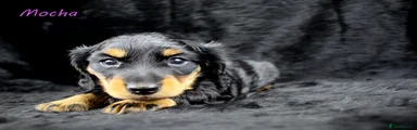 Mocha Estuarydawn – Girl – Black & Tan (white markings on chest) ~4.5kg