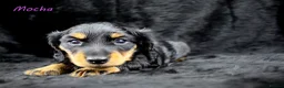 Miniature Dachshund dogs for sale: 🌟Dapple & Black Tan PRA Clear KC reg – June 26🌟 - Advert 14