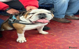 English Bulldog dogs for sale: Winston  - Image 3