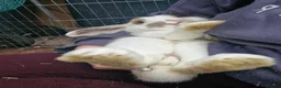 Mini Lop rabbits for sale: Mr Grey and Mr Twinkle toes - Advert 2