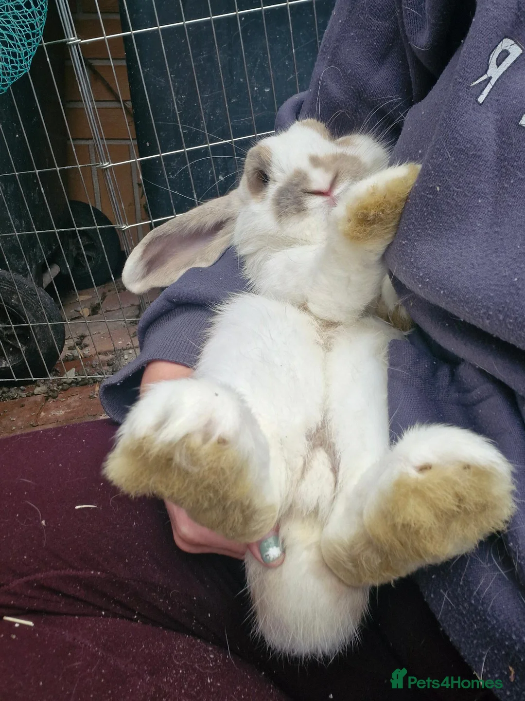 Mini Lop rabbits for sale: Mr Grey and Mr Twinkle toes - Advert 2