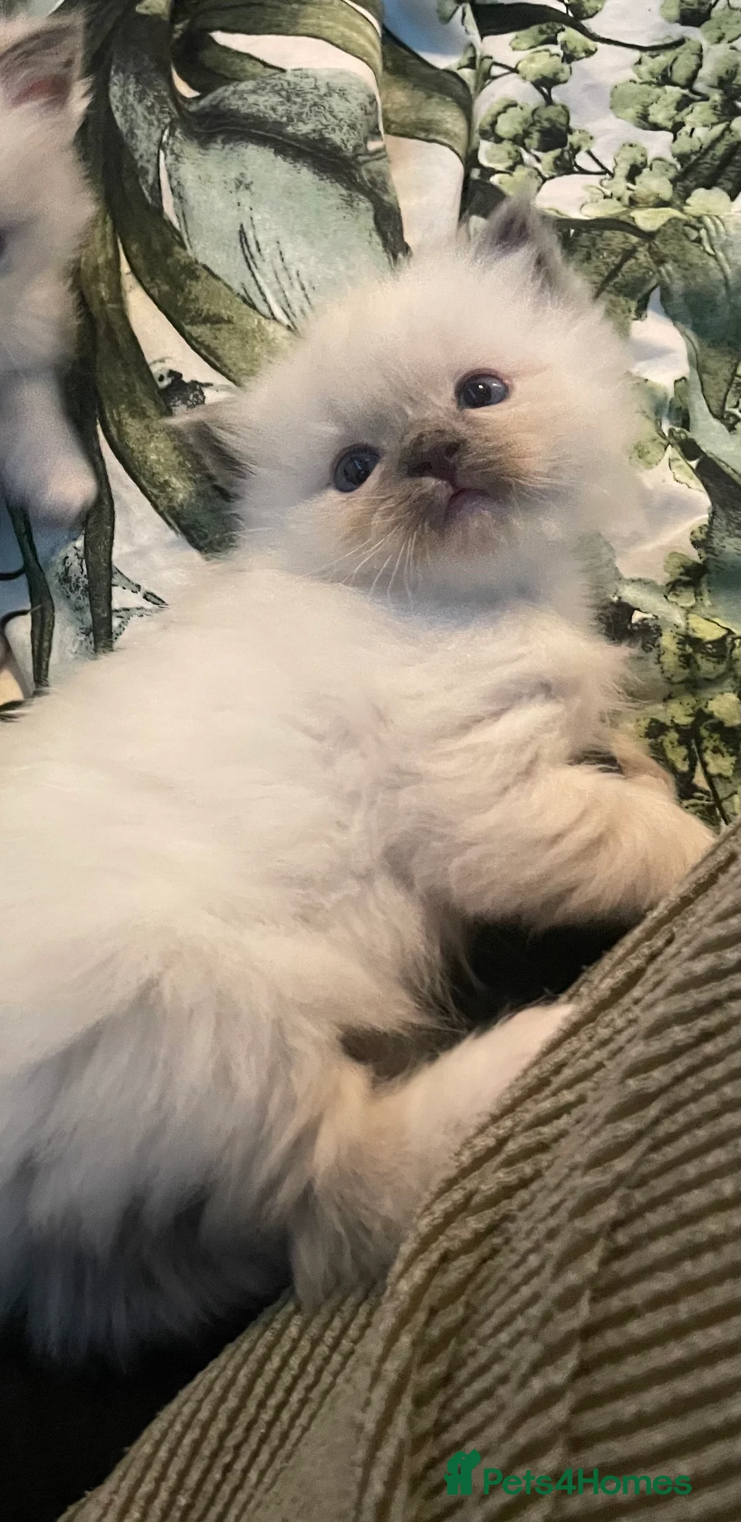 Ragdoll cats for sale: 2 female ragdolls for sale  - Advert 9