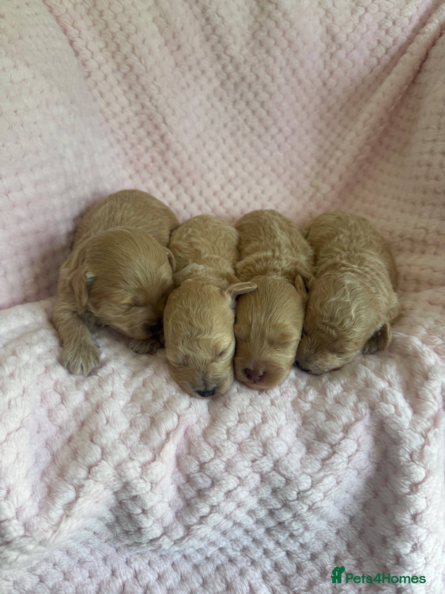 Maltipoo dogs for sale: Champagne F1 Maltipoo Puppies  in Chelmsford - Advert 11