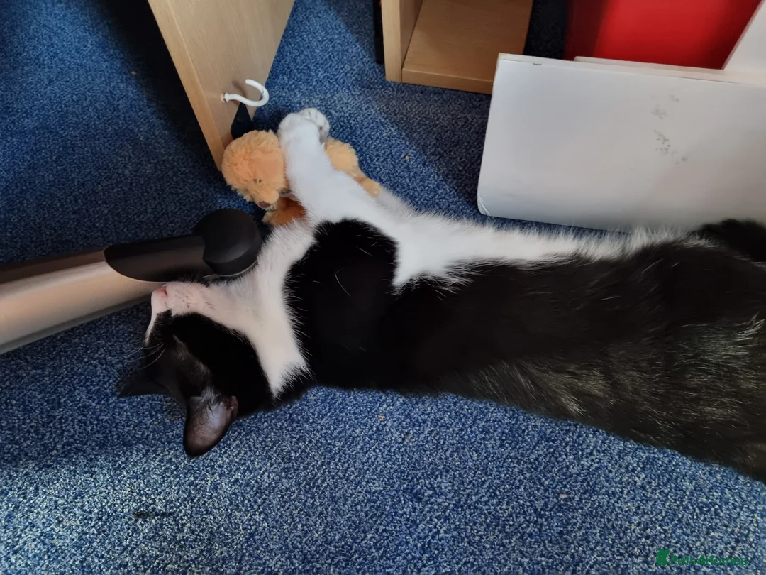 Domestic Shorthair cats for sale: Black and white cat for sale - Advert 1