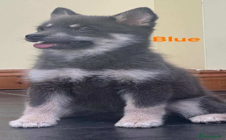 Pomsky dogs - Advert 1