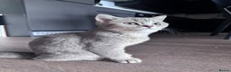 British Shorthair cats for sale: british shorthair kittens - Advert 7