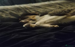Border Collie dogs for sale: Lana - Border collie - Image 4