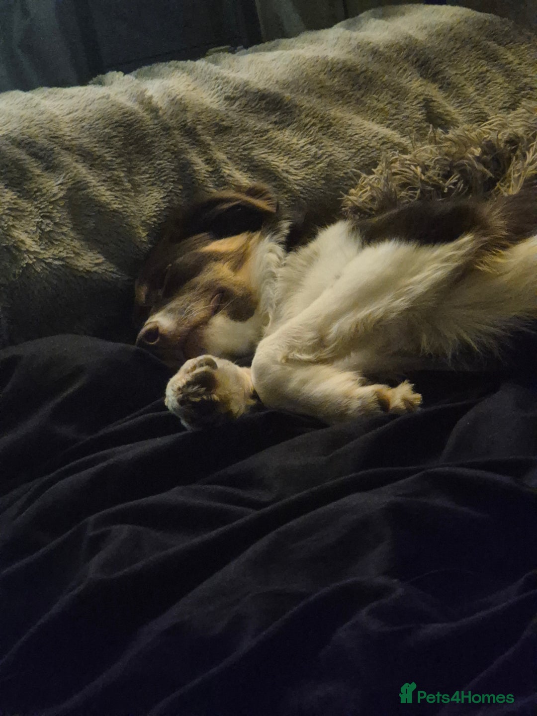 Border Collie dogs for sale: Lana - Border collie - Image 4
