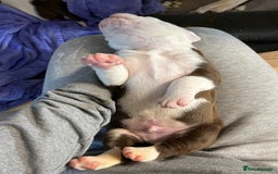 Mixed Breed dogs for sale: 4 beautiful American bully cross staffy puppies - Image 24