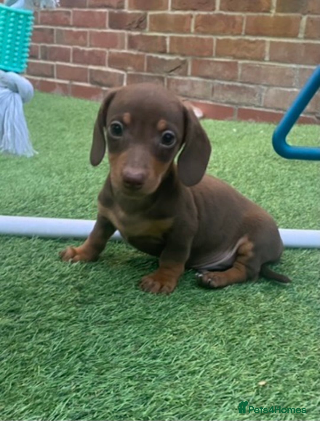 Miniature Dachshund dogs for sale: Kc reg min  Dachshund babies  - Image 11