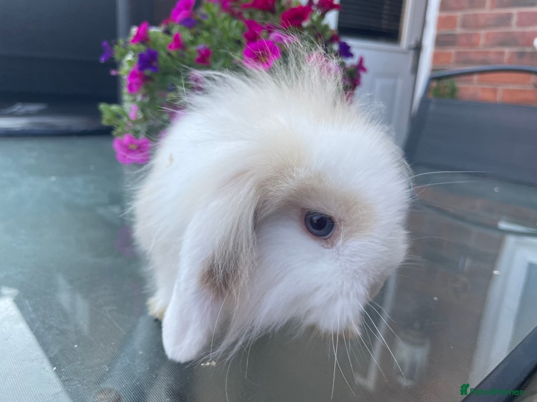 Mini Lion Lop rabbits for sale: Two gorgeous rabbits ready for forever homes.  - Image 8