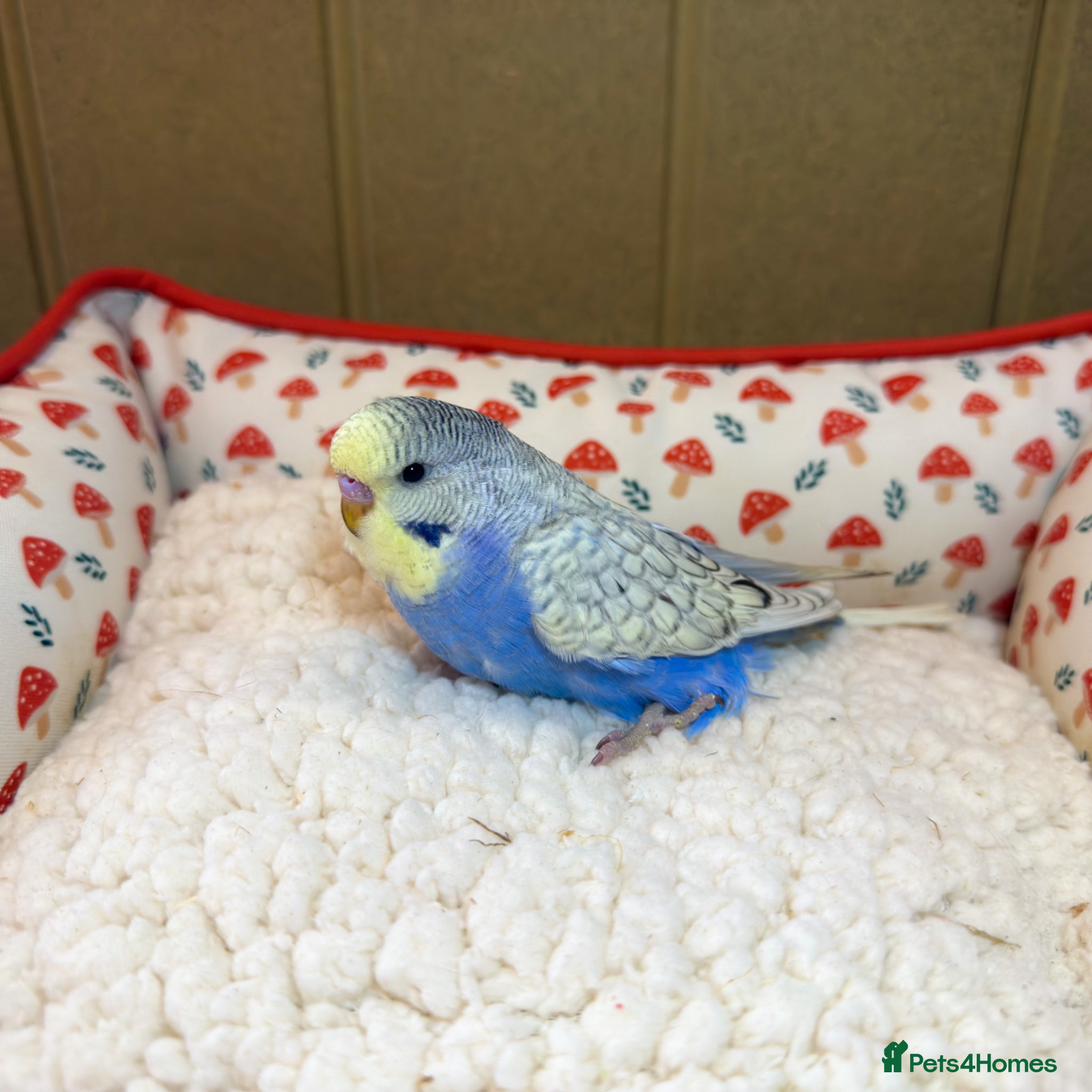 Budgerigars birds Gorgeous Budgies for Sale! - Advert 8